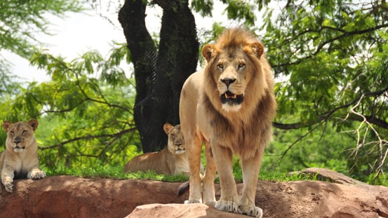 Disney S Animal Kingdom Lodge Vacation Club Lions On The Savanna At Disney S Animal Kingdom Park In Florida