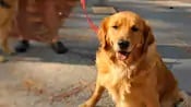 A golden retriever on a leash in the sunlight