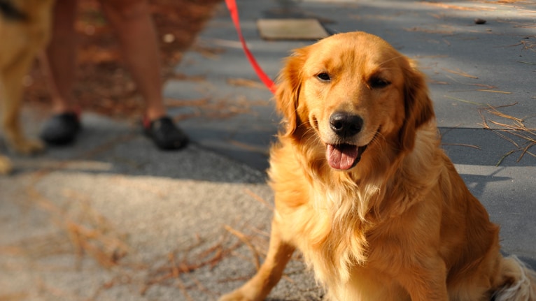 A golden retriever on a leash sits in the sunlight